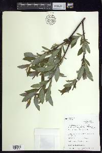 Salix planifolia image