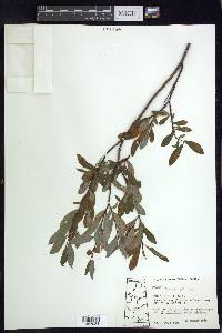 Salix planifolia image