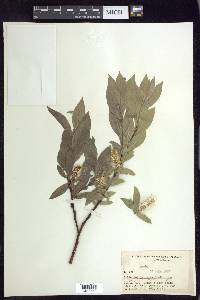 Salix wolfii image