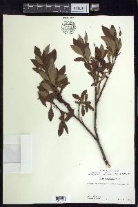 Salix planifolia image