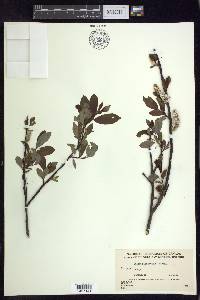 Salix planifolia image