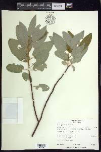 Salix pyrifolia image