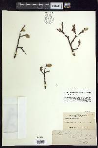 Salix planifolia image