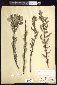 Salix sitchensis image