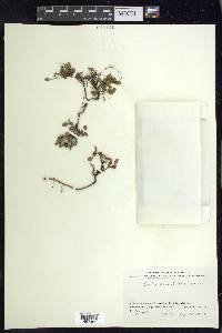 Salix rotundifolia image