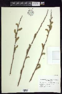 Salix prolixa image