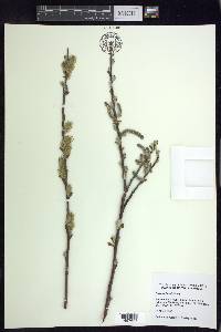 Salix sitchensis image