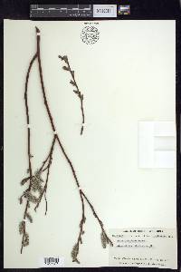 Salix planifolia image