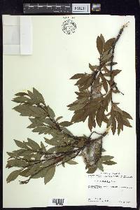 Salix planifolia image