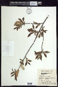 Salix planifolia image