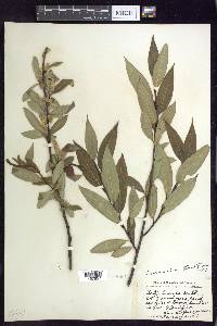 Salix serissima image