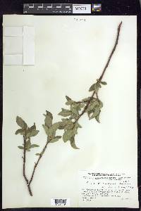 Salix richardsonii image