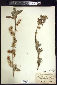 Salix prolixa image