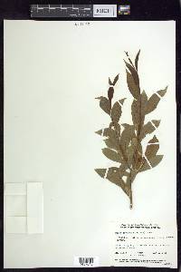 Salix serissima image