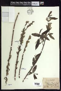 Salix sericea image