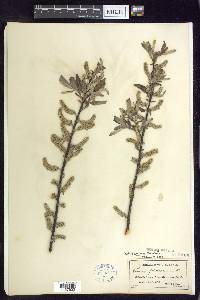 Salix sericea image