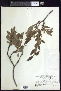 Salix planifolia image