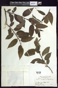 Salix serissima image