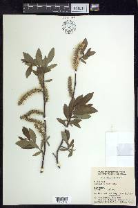 Salix planifolia image