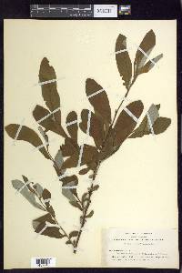 Salix sitchensis image