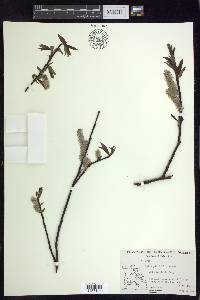 Salix planifolia image