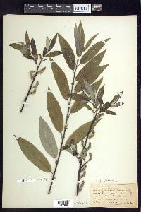 Salix sericea image