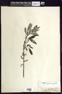 Salix sericea image