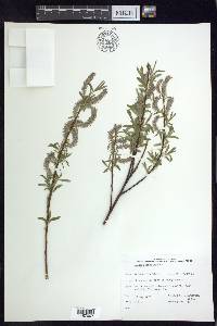 Salix petiolaris image