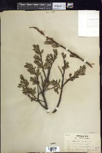 Salix planifolia image