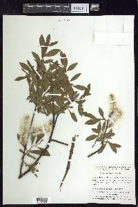 Salix planifolia image