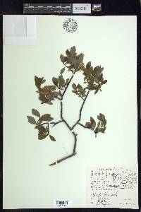 Salix planifolia image