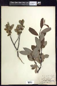 Salix planifolia image