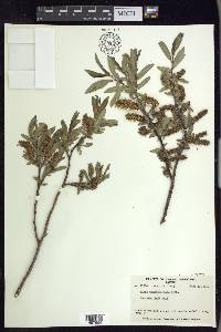 Salix boothii image