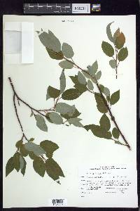 Salix pyrifolia image