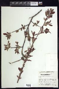 Salix pseudomonticola image