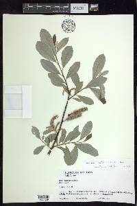 Salix sitchensis image