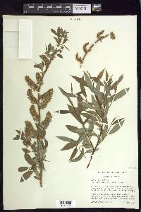 Salix prolixa image