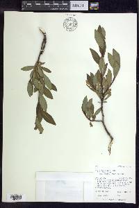 Salix planifolia image