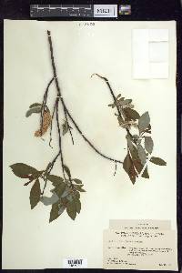 Salix planifolia image