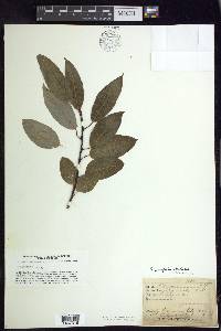 Salix pyrifolia image