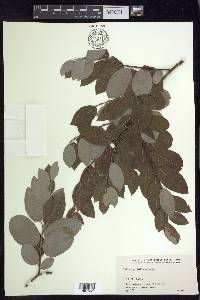 Salix pyrifolia image