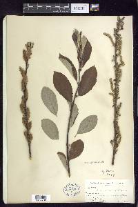 Salix sitchensis image