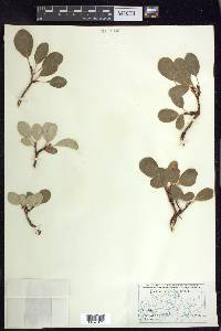 Salix reticulata image