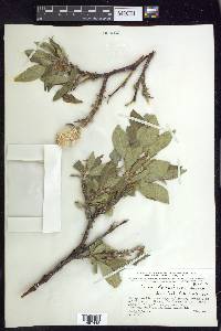 Salix richardsonii image