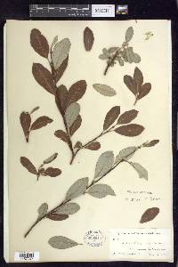 Salix sitchensis image