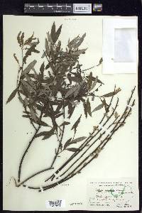 Salix sericea image