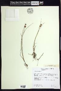 Juncus nodosus image