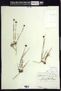 Juncus mertensianus image