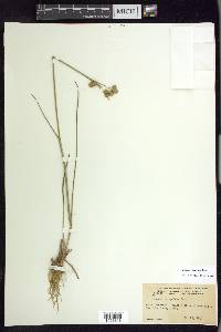 Juncus scirpoides image