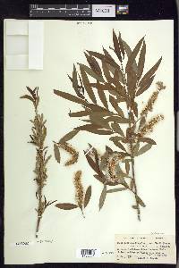 Salix caroliniana image